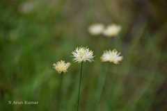 Juncus thomsonii